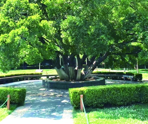 11个树干生于同一个根系,宛若开花般齐刷刷地朝四面八方生长